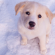 Illustration for article titled How to Choose a Secure Pet Name